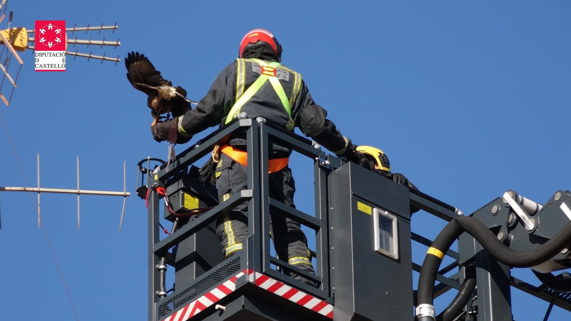 Los bomberos rescatan un águila Harris que se había enganchado en una antena en Almassora