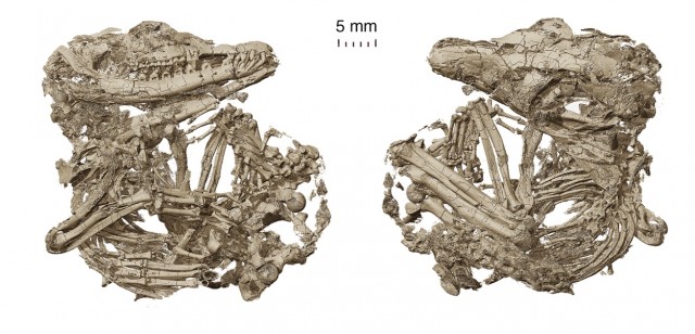 Nuevos fósiles del Cretácico explican la transición en la evolución del oído en mamíferos