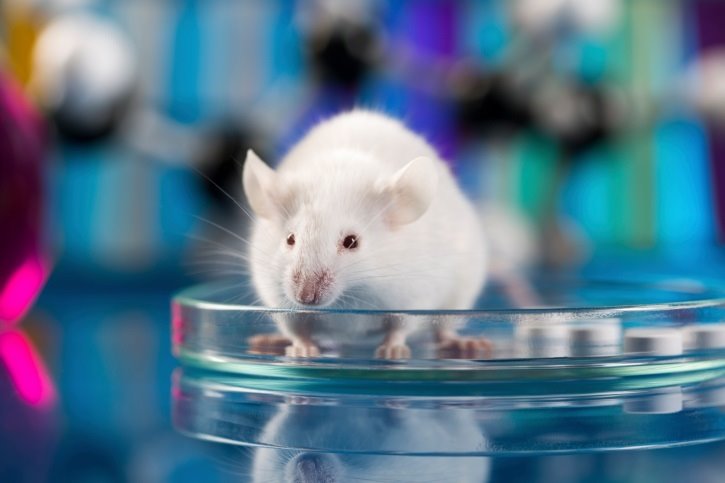 Un estudio en ratones muestra que tapar la vista aumenta la capacidad de audición