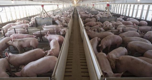 Nuevo varapalo a la ganadería de Castellón: China anuncia aranceles de hasta el 62% al porcino de la UE