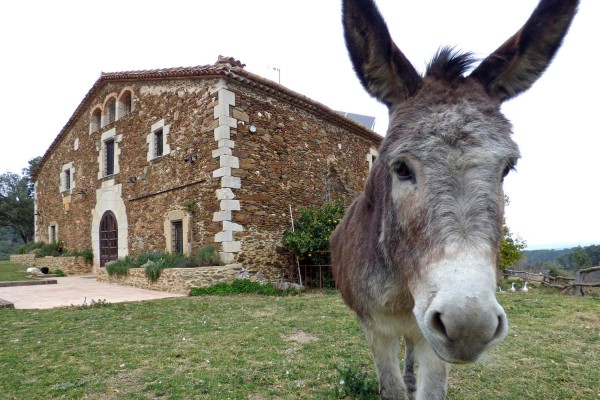 Baixem del burro