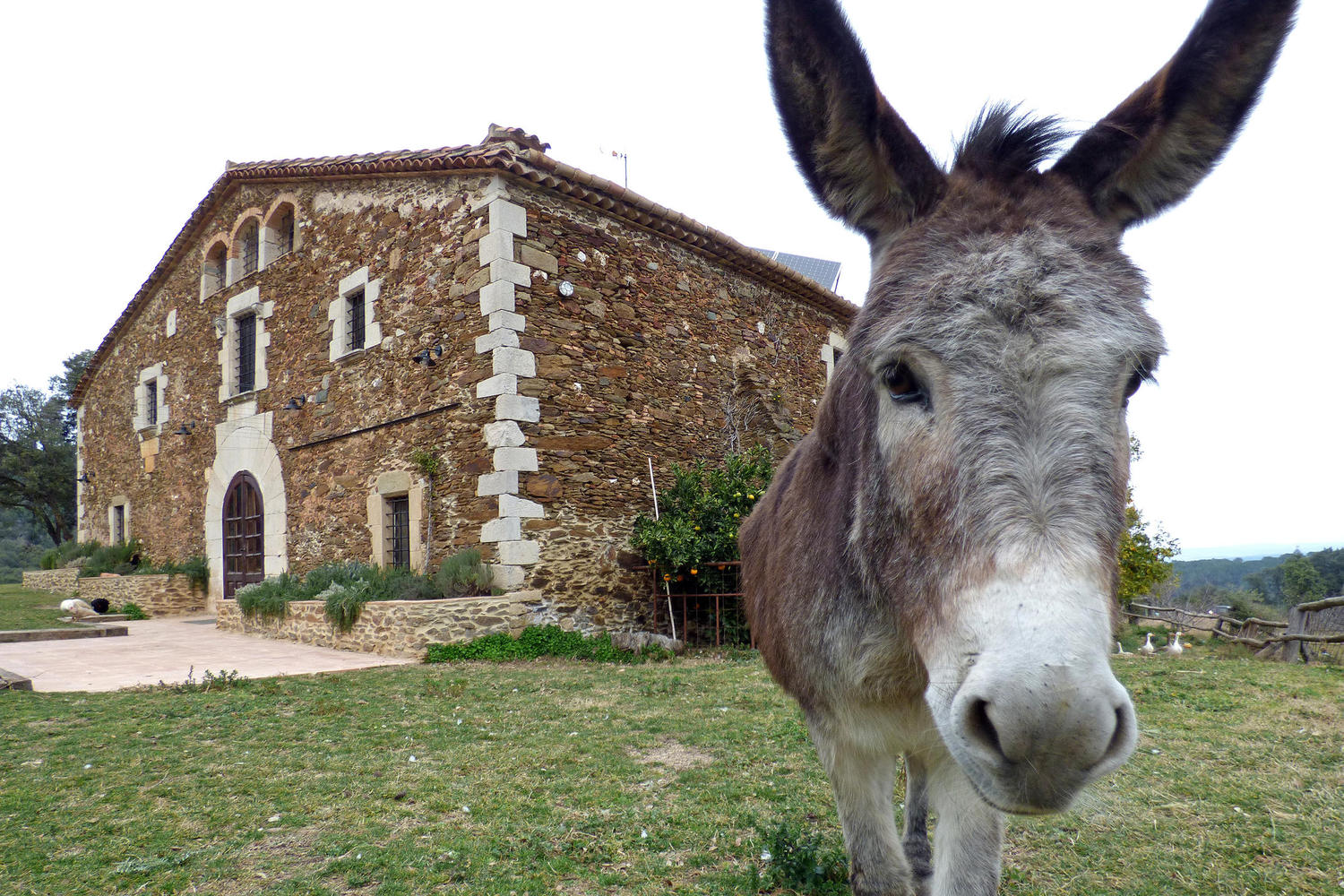 Baixem del burro