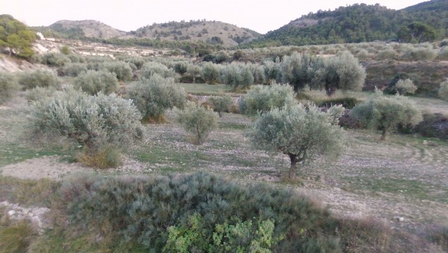 El sector del olivar se juega su cosecha en septiembre bajo el efecto del calor extremo