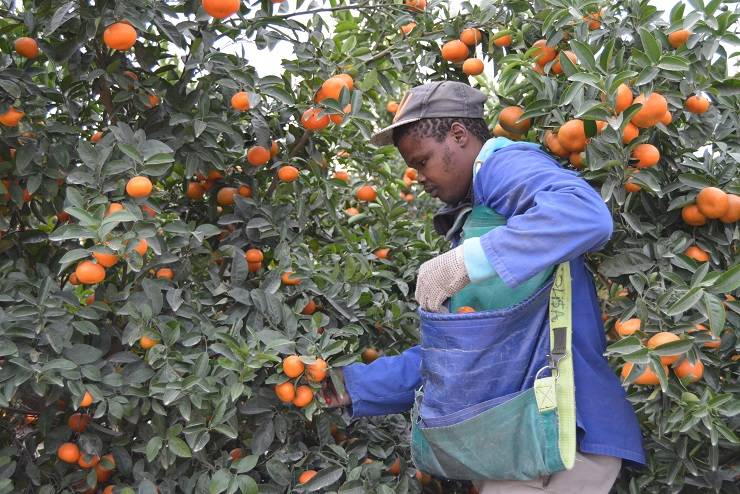 Sudáfrica crece en mandarinas tardías e insiste en los envíos que chocan con la campaña valenciana