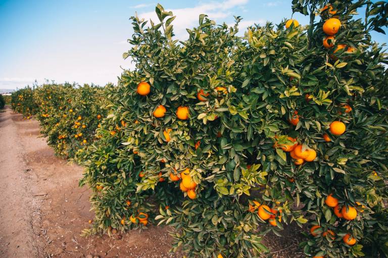 Les Corts piden una campaña de promoción de la naranja valenciana en España