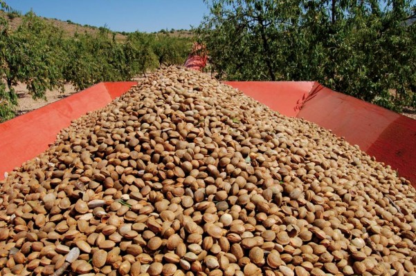 La producción de almendra en Castellón crecerá un 35% hasta las 2.000 toneladas por la mejora hídrica