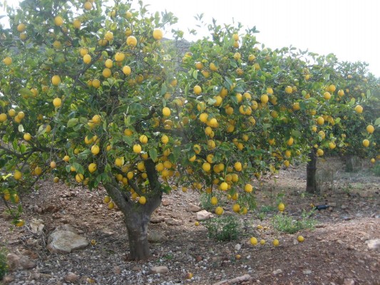 La rentabilidad del limón, garantizada con unos precios en el árbol de hasta 45 céntimos por kilo 