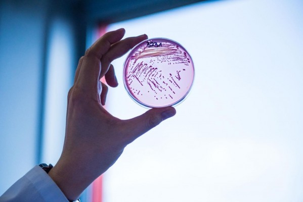 Descubren un nuevo antibiótico que podría ayudar a combatir las bacterias resistentes a los medicamentos
