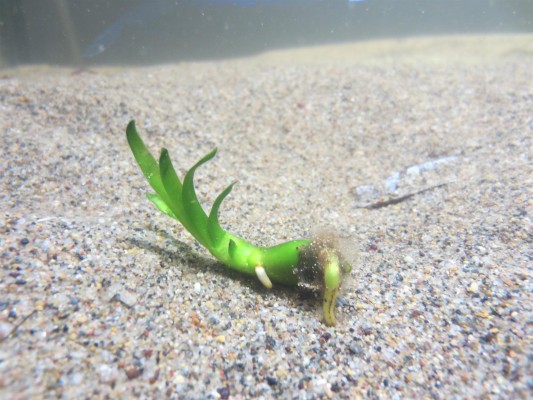 La AVI apoya una prueba de envases biodegradables a partir de restos de posidonia oceánica
