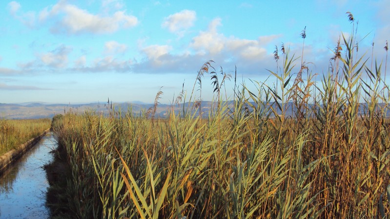 Bankia y Fundación Bancaja dan soporte a un proyecto medioambiental castellonense