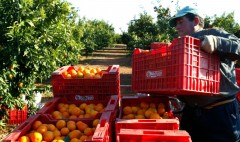 La previsión de un aforo en mínimos activa las compras de clemenules en Castellón y eleva precios