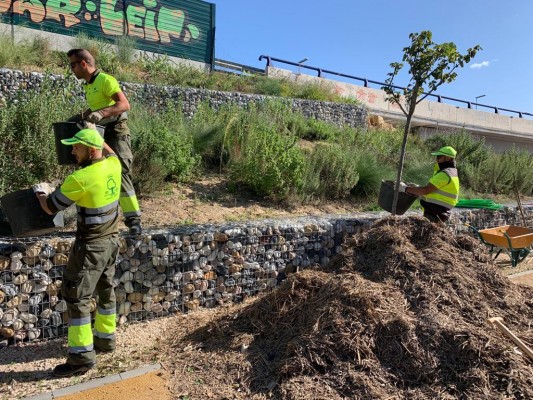 Las cañas que arrastró la DANA al Segura le dan vida a los jardines de Murcia