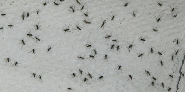 Las plagas de mosquitos, cucarachas, avispas, moscas y roedores aumentan con el calor