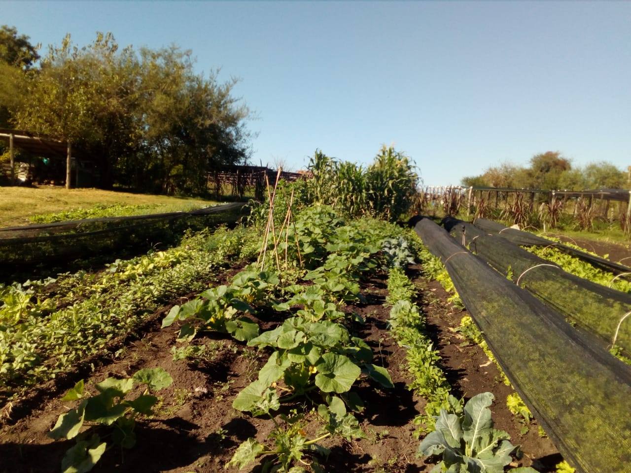 Hi ha mercat per a la producció agroecològica valenciana a Europa?