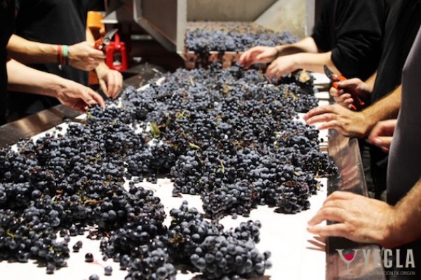 La campaña de la vendimia de Yecla supera los 12 millones de kilos y augura unos vinos 