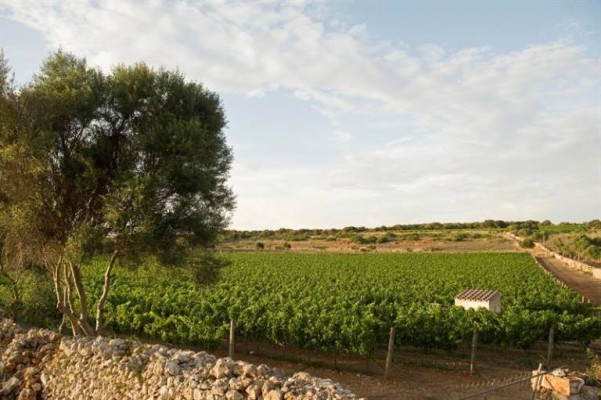 Bruselas registra los vinos valencianos 'Vera de Estenas' como denominación de origen protegida en la UE