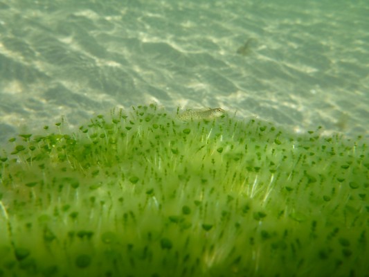 La Confederación alerta de otro inminente episodio de 'sopa verde' en el Mar Menor
