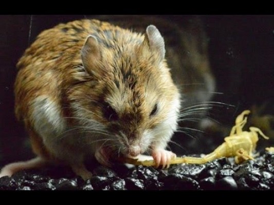 Una especie de ratón produce sonidos como los seres humano