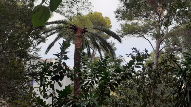 El picudo rojo está acabando con las palmeras canarias de la Desembocadura del Mijares
