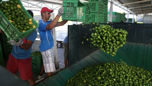 Los exportadores de limón pagarán un sobrecoste de dos millones por los aranceles de Trump