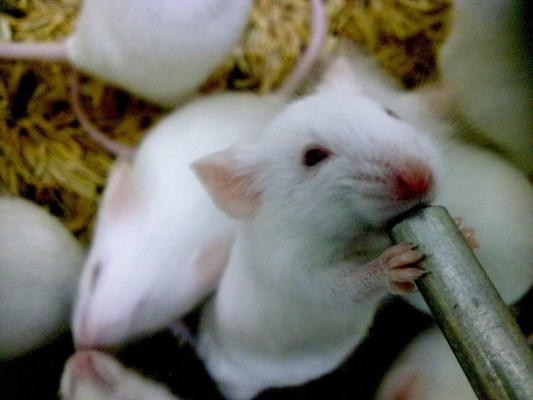 La UA colabora en un nuevo modelo animal para el ensayo de terapias contra una enfermedad rara
