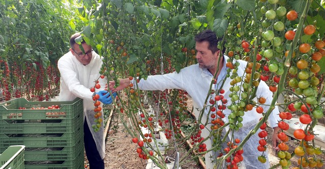 La aguileña Looije invierte 11 millones de euros para duplicar su producción de cherries 

