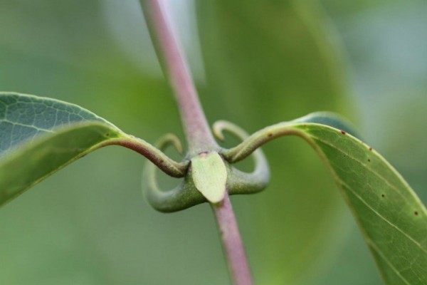 Un estudio busca potenciar la actividad antitumoral de un compuesto de una planta amazónica