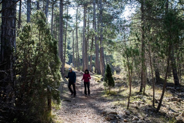 Agricultura encarga la reforestación del Penyagolosa y el Alto Palancia durante tres años