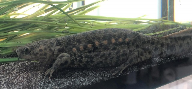 El monte de Sueras suma 40 gallipatos a su fauna gracias a un IES de Vila-real y el Oceanogràfic
