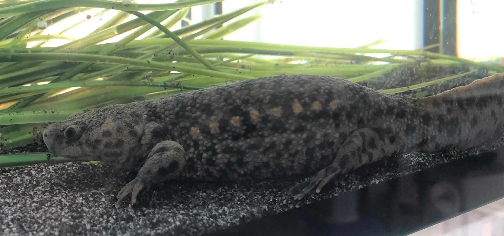 El monte de Sueras suma 40 gallipatos a su fauna gracias a un IES de Vila-real y el Oceanogràfic