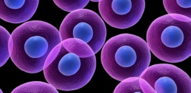 La mala higiene en el inodoro, y no la comida, es lo que propaga la superbacteria 'E. coli' 