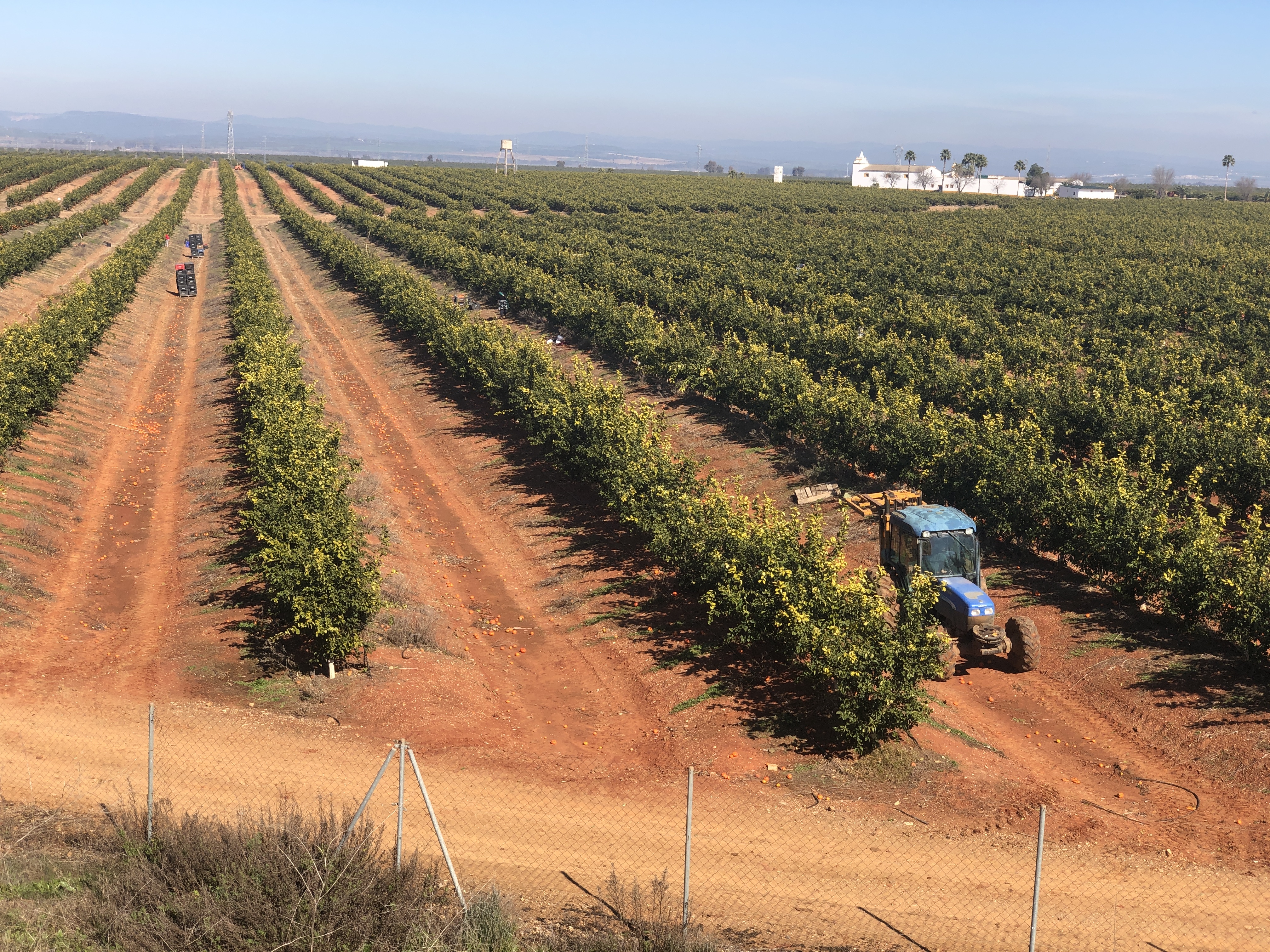 Eurosemillas celebra su 50 aniversario en Fruit Attraction
