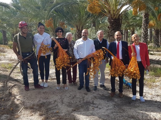 Arranca la temporada datilera con el corte del primer ramazo en Elche