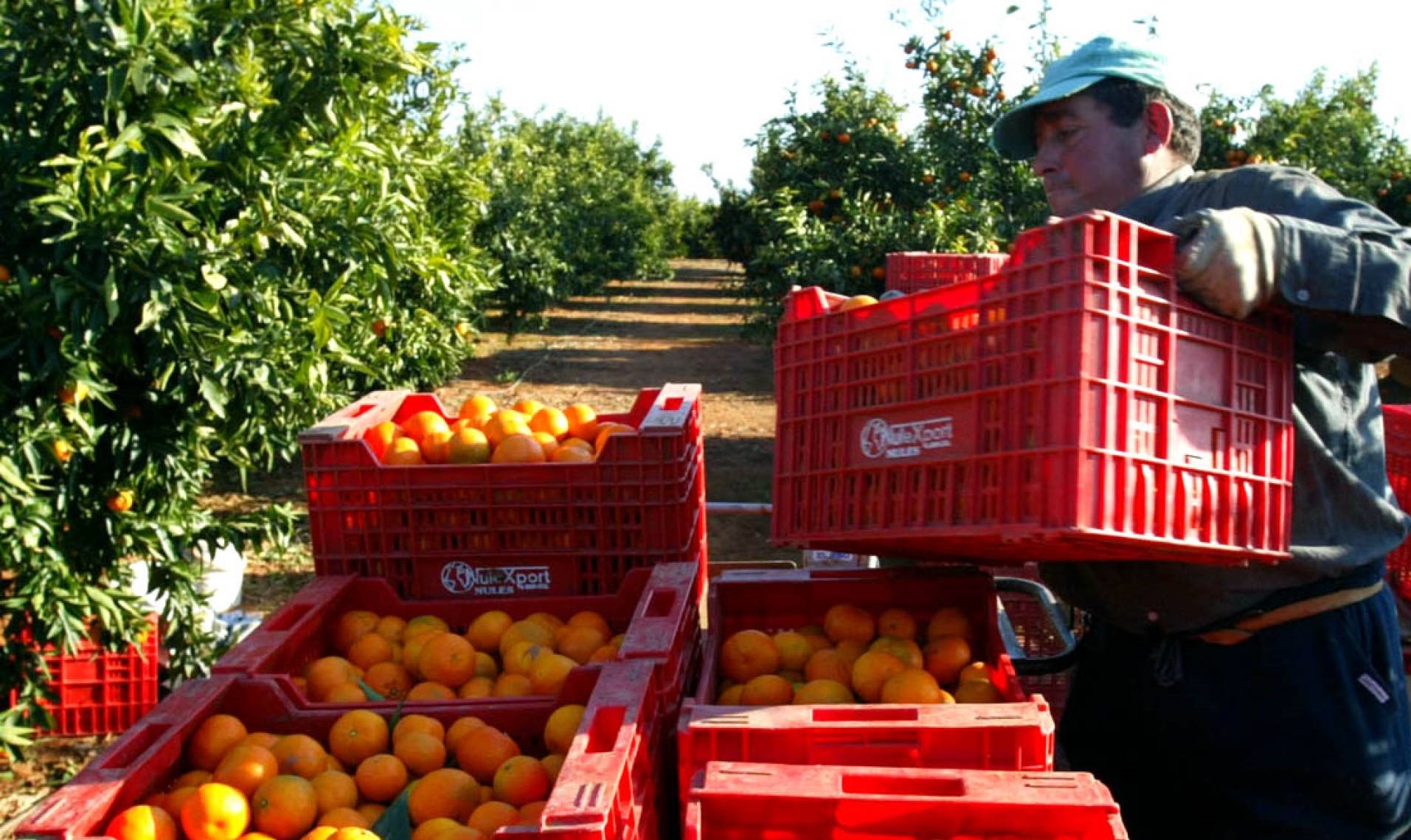 La naranja es el producto agrario que menos dinero recibe del cliente final, solo un 14%, según la Unió
