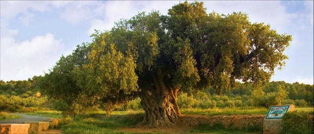 Segorbe licita la recolección de las olivas de sus parques y jardines