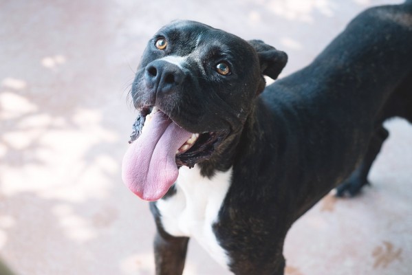 La nueva ordenanza de animales de compañía regula las playas para perros y los parques caninos