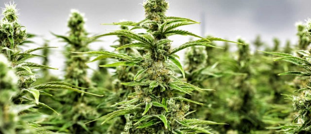 Intentos de arañar algo en la gigantesca industria del cannabis
