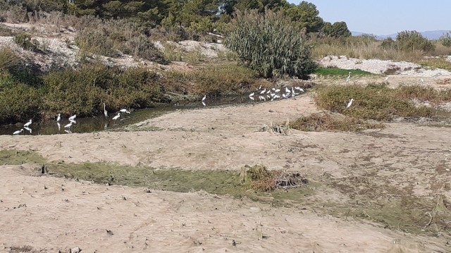 El Paisaje Protegido de la Desembocadura del Millars pierde el caudal ecológico tras 4 meses