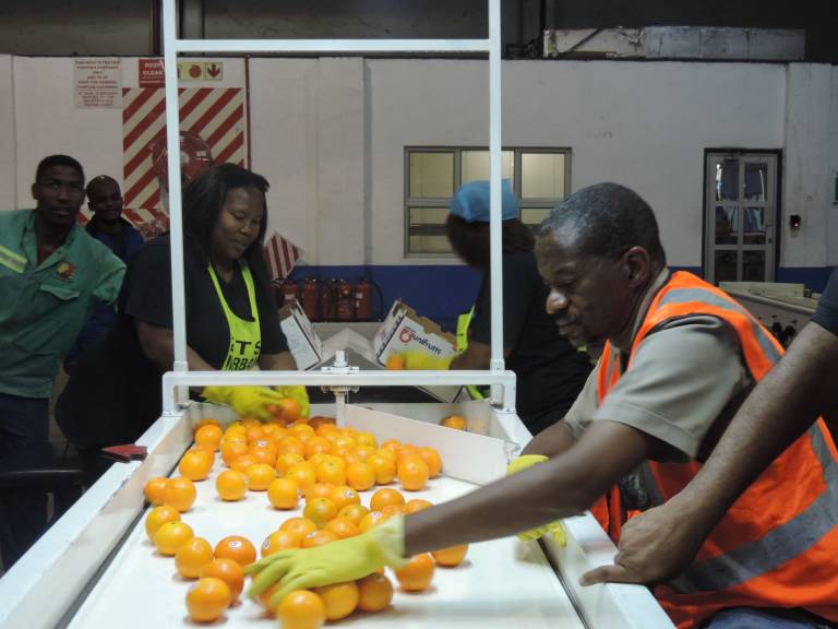 La Unió detecta en laboratorio químicos prohibidos en la UE en la naranja de Sudáfrica y Latinoamérica
