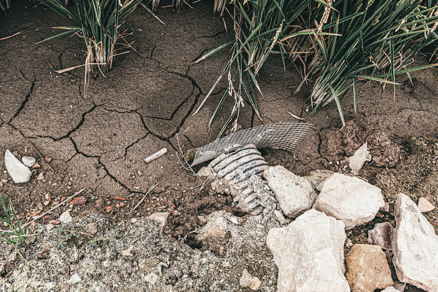 L'Albufera: El paraíso 
natural en peligro 