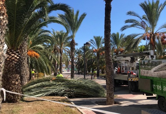 Medio Ambiente acomete una poda especial en los parques de Alicante tras el paso de la DANA