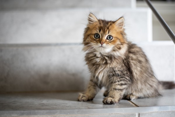 Castelló celebra la I Jornada Felina abordando políticas públicas de protección animal