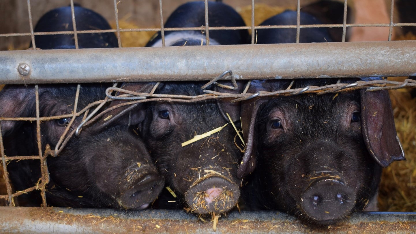 El Consell ya ha autorizado este año la producción de 6.780 cabezas de cebo más en la provincia