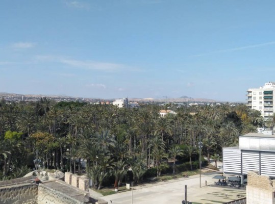 Elche aprueba la Emergencia Climática con el voto en contra de Vox, que la pone en tela de juicio 
