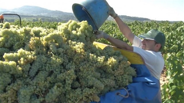 El Consell estudia medidas para proteger a los productores de cava de la limitación de plantaciones