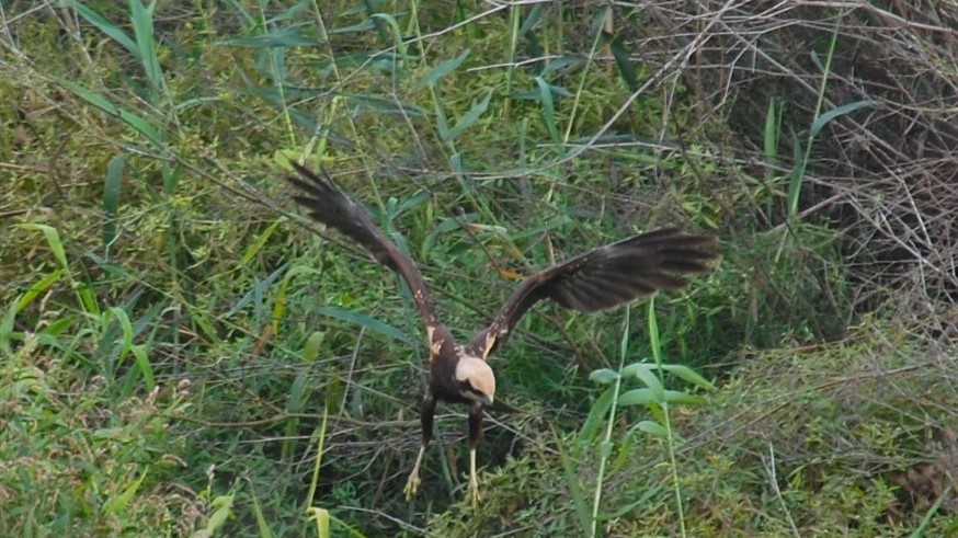 Foto: Miquel Barberà - 