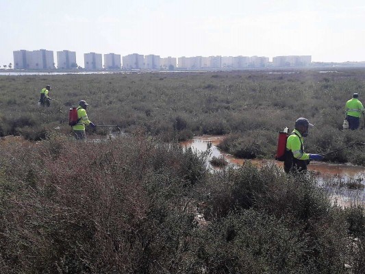 Alicante insta a mejorar la coordinación entre municipios frente a los mosquitos