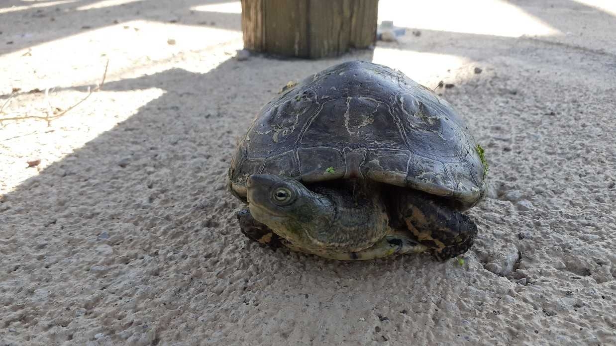 El Consorcio del Paisaje Protegido del Millars finaliza la campaña de control de tortugas