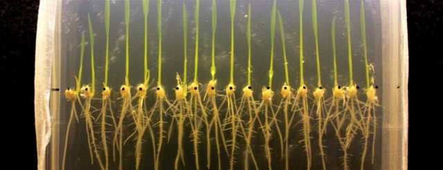 Un estudio sobre el arroz abre la puerta a cultivos resistentes a las inundaciones
