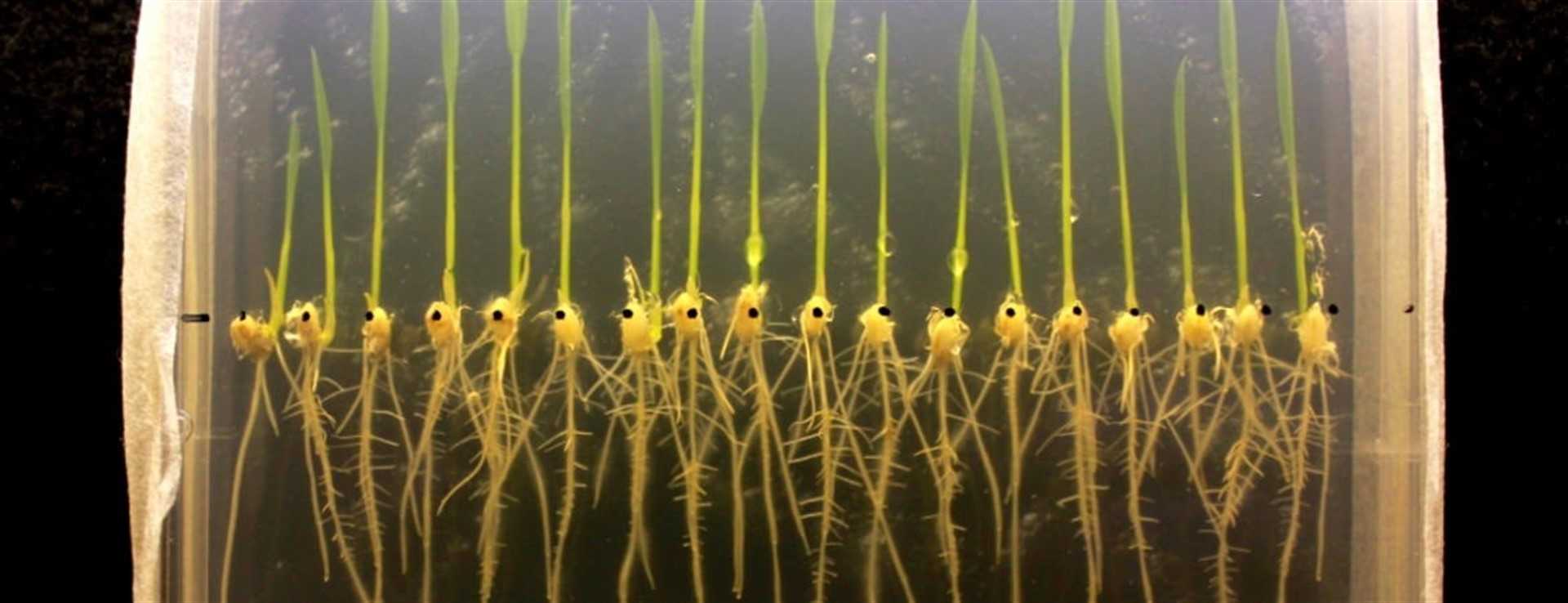 Un estudio sobre el arroz abre la puerta a cultivos resistentes a las inundaciones
